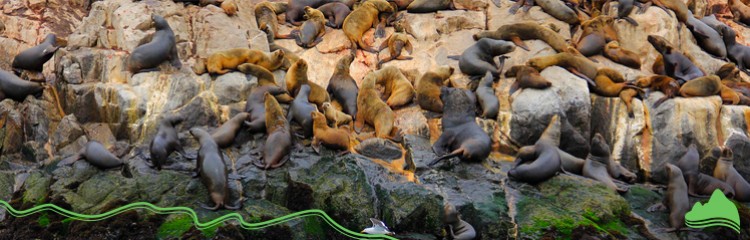 Islas Palomino Boat Tour