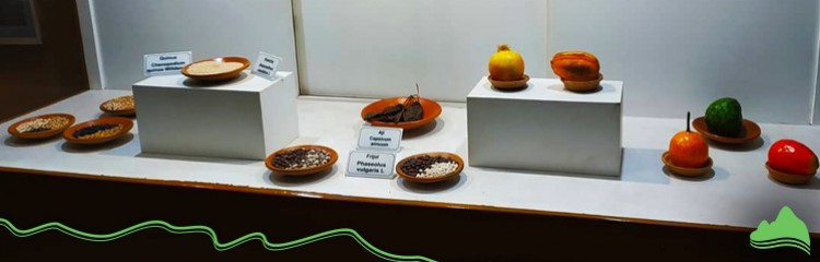 Other Museums in Cusco