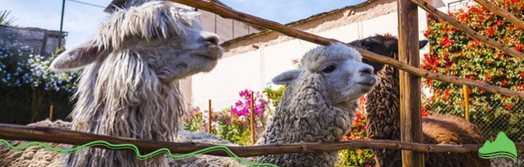 Entertainment in Arequipa